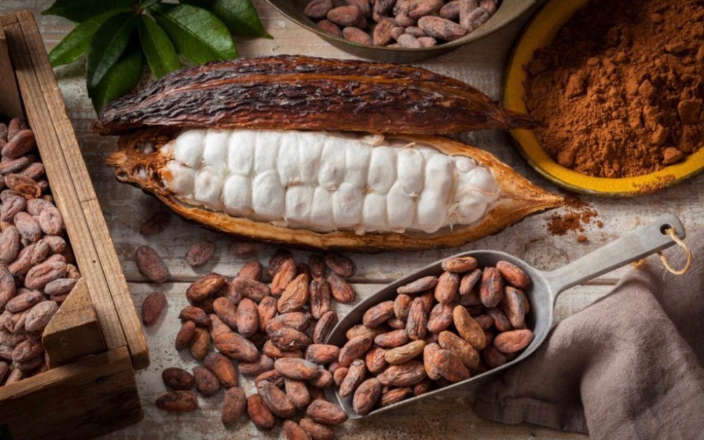 Dia do Cacau – Conheça os 10 principais benefícios de consumir o cacau na&nbsp;rotina