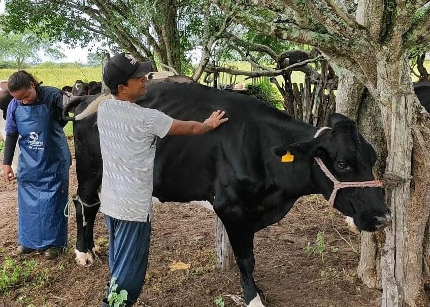 Produtores de leite do Agreste usam inseminação artificial para aumentar a produtividade do&nbsp;rebanho