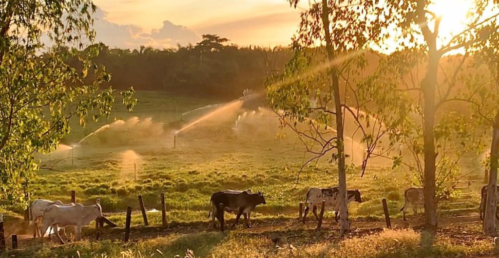 Masterboi adota fertirrigação nas suas unidades&nbsp;frigoríficas