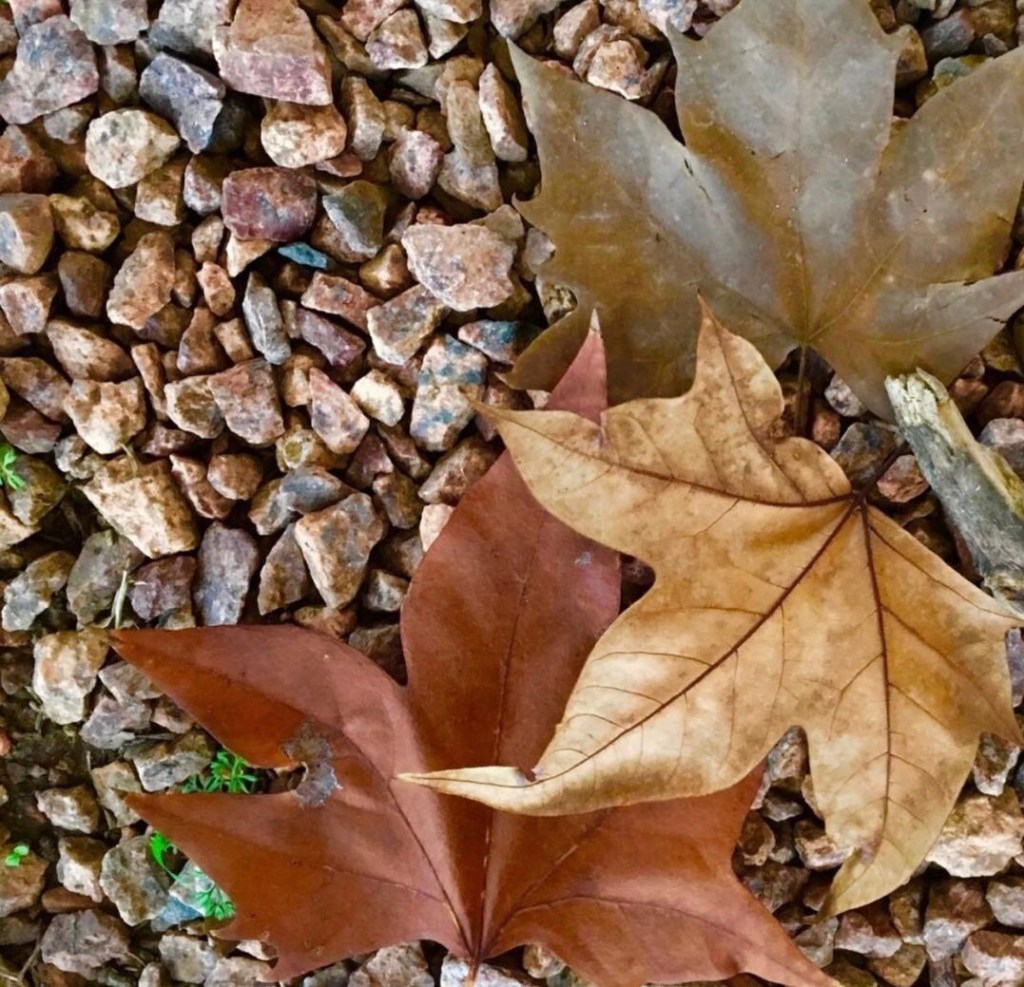 Artista mineira doa arte para Fundação Terra que fará 40 anos, em&nbsp;setembro
