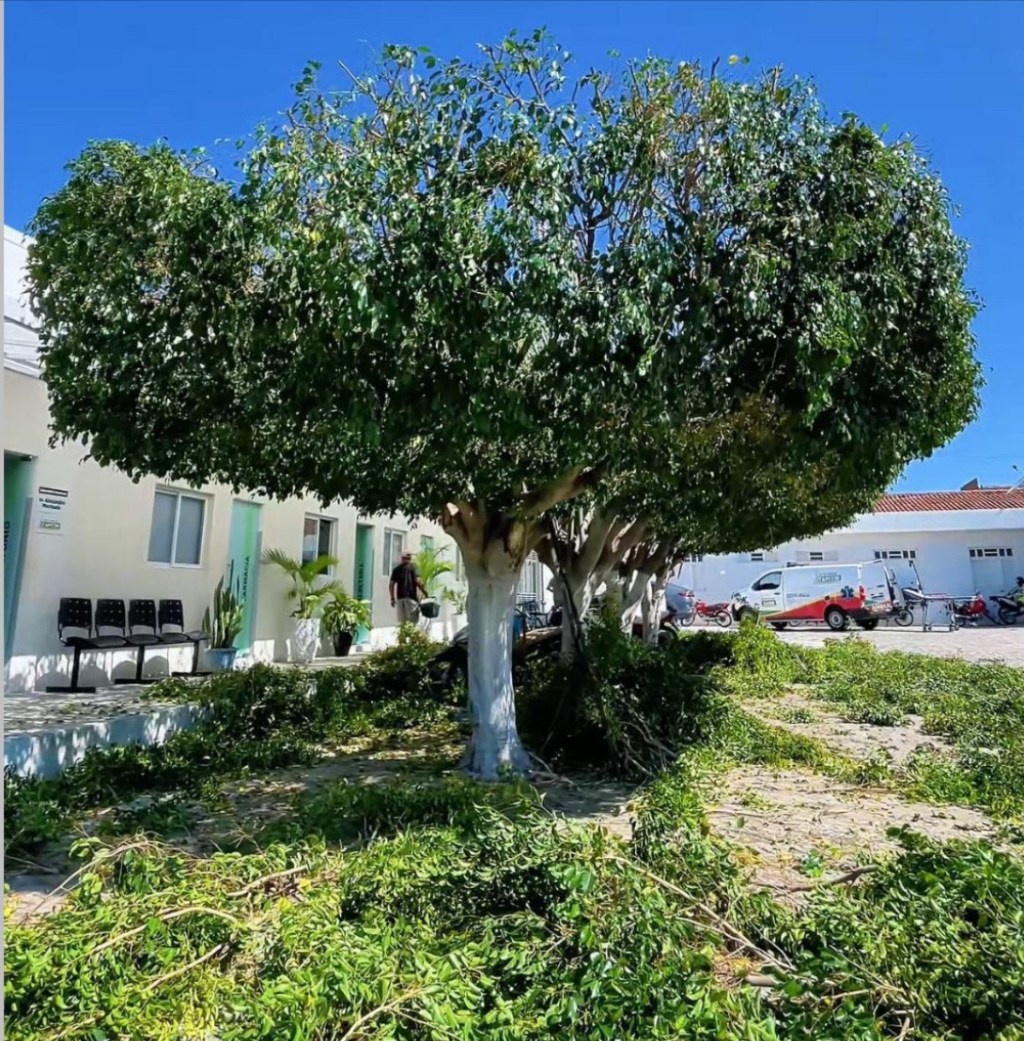 Prefeitura de Itapetim realiza podas de árvores para segurança e preservação&nbsp;ambiental