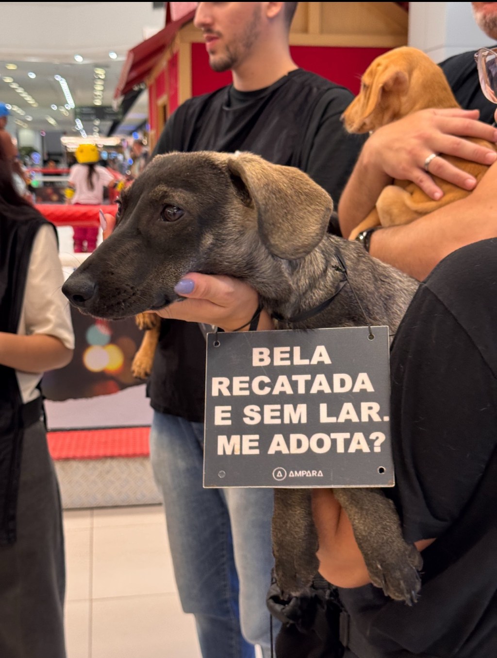 Adoção responsável movimenta ação com pets resgatados na Galeria Carrefour&nbsp;Recife