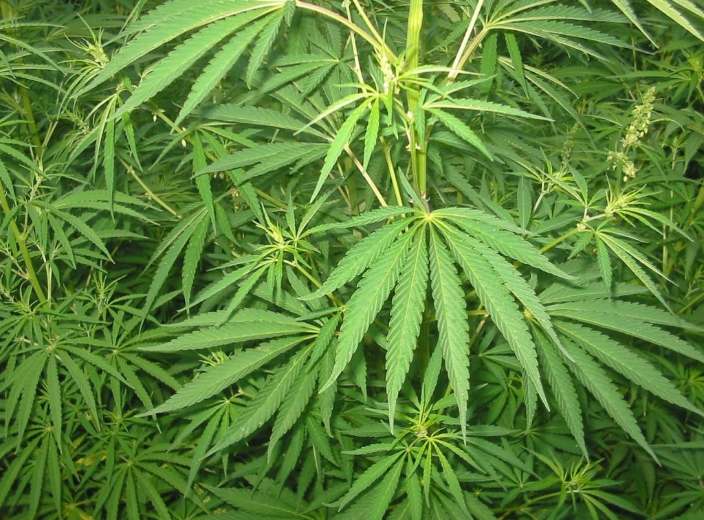 Justiça Federal autoriza farmácia de manipulação a usar Cannabis em&nbsp;medicamentos