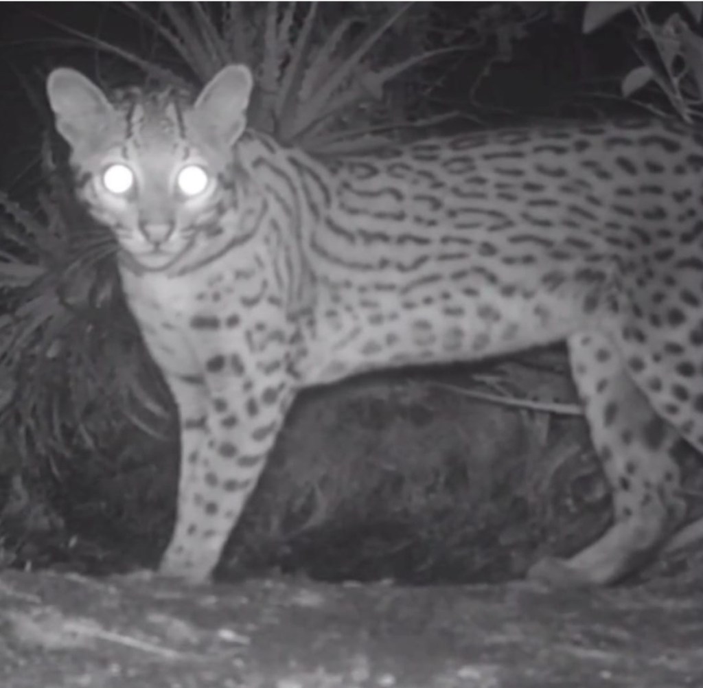 Biólogo registra jaguatirica na zona rural de&nbsp;Itapetim