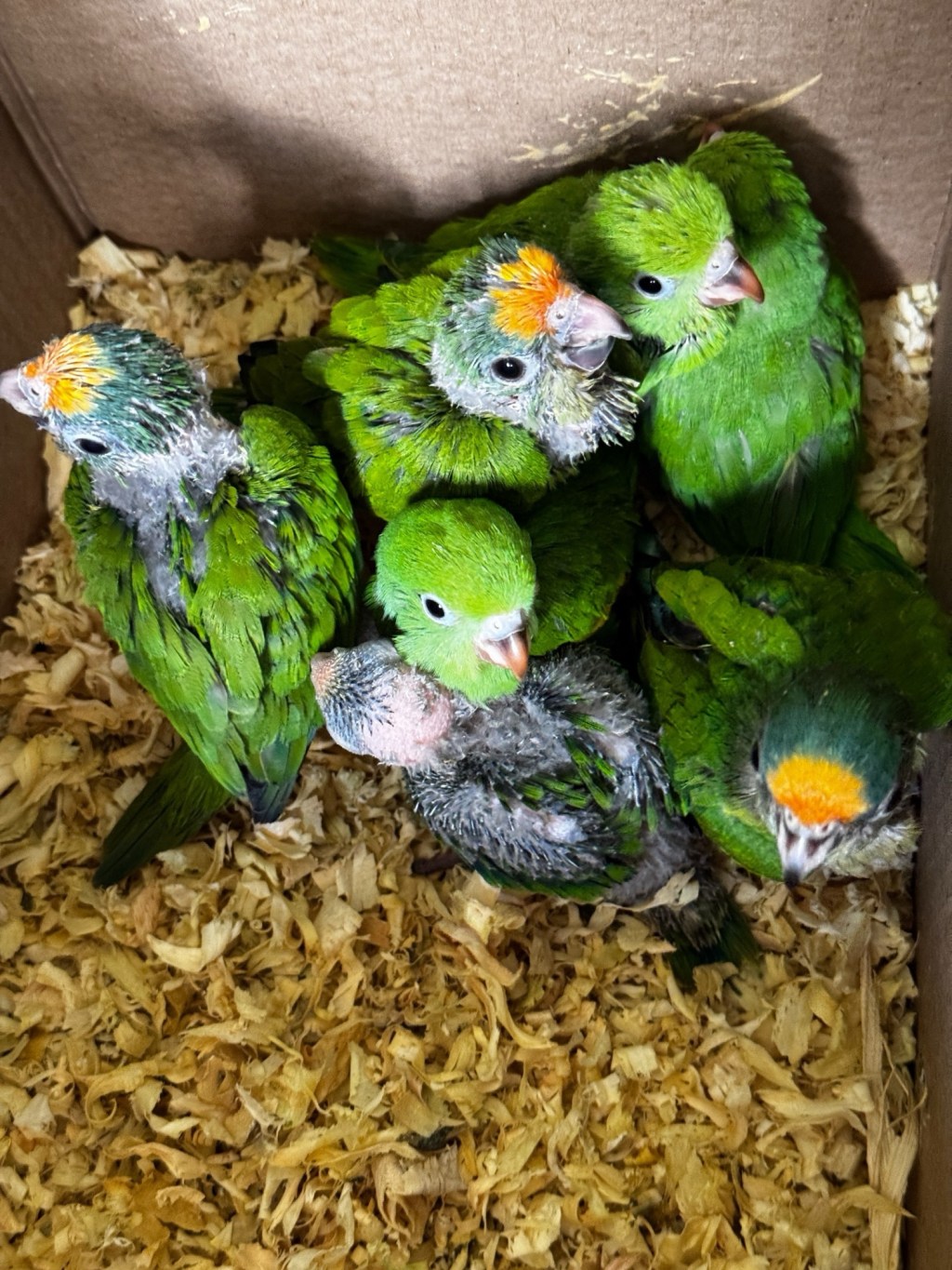 Aves vítimas do tráfico são abrigadas pelo Centro de Reabilitação da&nbsp;CPRH