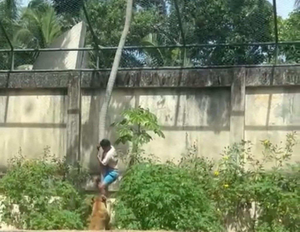 Homem morre após invadir jaula de leoa e ser atacado pelo animal, em João&nbsp;Pessoa